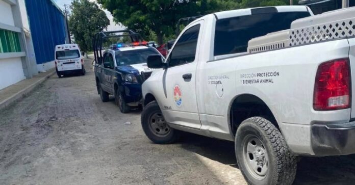 Denuncian maltrato animal de la Secretaría de Bienestar en Cancún